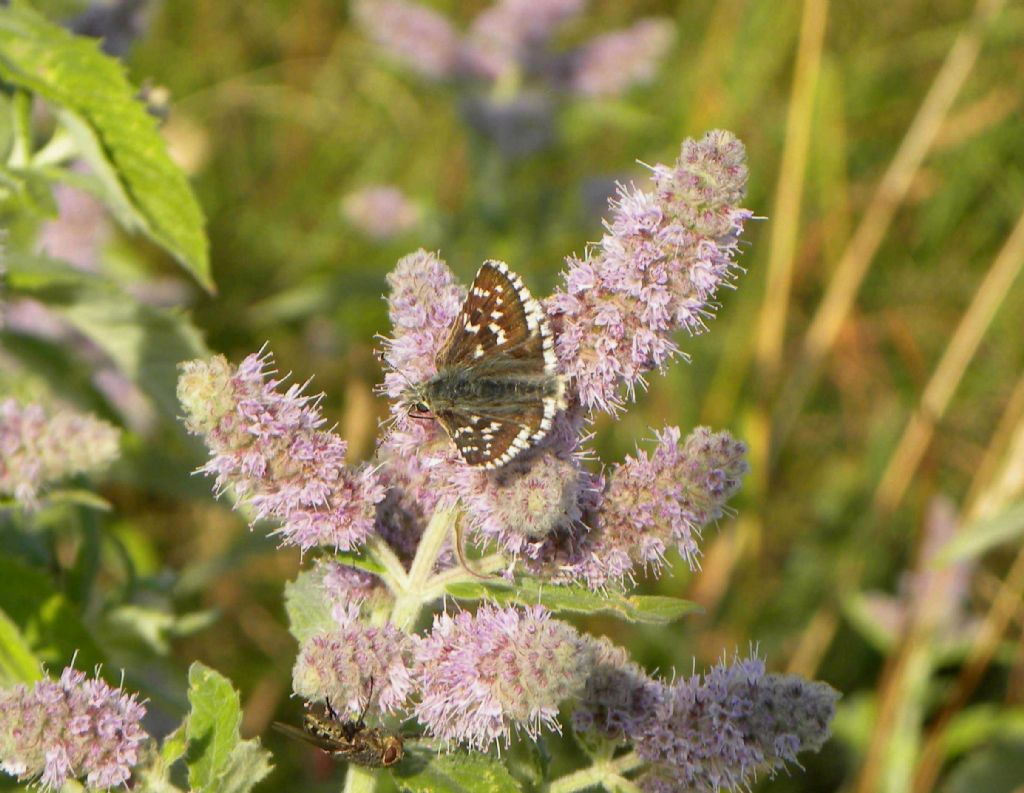 da determinare 2 - Pyrgus sp., Hesperiidae